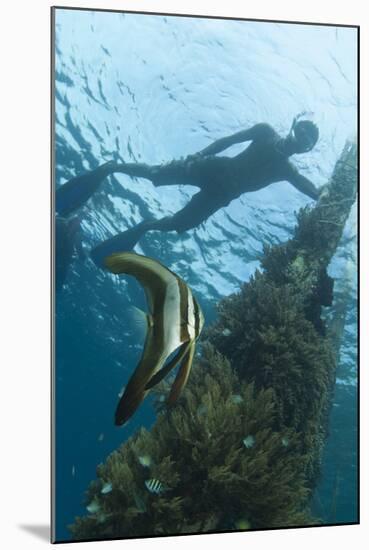 A Juvenile Golden Spadefish Whilst a Local Villager Watches from the Surface-null-Mounted Photographic Print