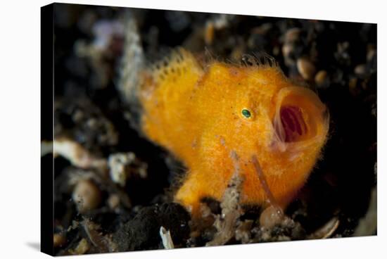 A Juvenile Hairy Frogfish, Lembeh Strait, Indonesia-null-Stretched Canvas