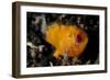 A Juvenile Hairy Frogfish, Lembeh Strait, Indonesia-null-Framed Photographic Print