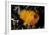 A Juvenile Hairy Frogfish, Lembeh Strait, Indonesia-null-Framed Photographic Print