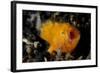 A Juvenile Hairy Frogfish, Lembeh Strait, Indonesia-null-Framed Photographic Print