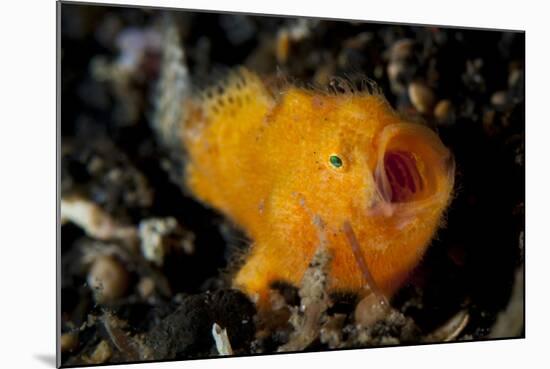A Juvenile Hairy Frogfish, Lembeh Strait, Indonesia-null-Mounted Photographic Print