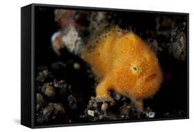 A Juvenile Hairy Frogfish, Lembeh Strait, Indonesia-null-Framed Stretched Canvas