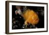 A Juvenile Hairy Frogfish, Lembeh Strait, Indonesia-null-Framed Photographic Print