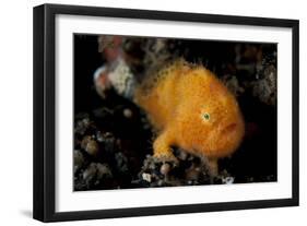A Juvenile Hairy Frogfish, Lembeh Strait, Indonesia-null-Framed Photographic Print