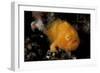 A Juvenile Hairy Frogfish, Lembeh Strait, Indonesia-null-Framed Photographic Print