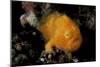 A Juvenile Hairy Frogfish, Lembeh Strait, Indonesia-null-Mounted Photographic Print