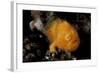 A Juvenile Hairy Frogfish, Lembeh Strait, Indonesia-null-Framed Photographic Print