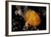 A Juvenile Hairy Frogfish, Lembeh Strait, Indonesia-null-Framed Photographic Print