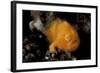 A Juvenile Hairy Frogfish, Lembeh Strait, Indonesia-null-Framed Photographic Print