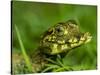 A juvenile jacare caiman (Caiman yacare), at night in Pouso Allegre, Mato Grosso, Pantanal, Brazil-Michael Nolan-Stretched Canvas