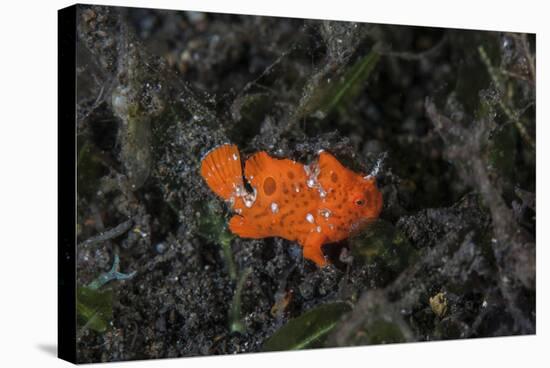 A Juvenile Painted Frogfish on the Seafloor-Stocktrek Images-Stretched Canvas