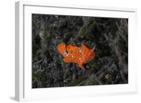 A Juvenile Painted Frogfish on the Seafloor-Stocktrek Images-Framed Photographic Print