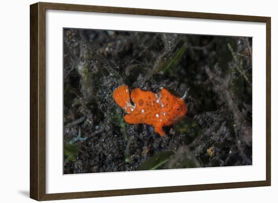 A Juvenile Painted Frogfish on the Seafloor-Stocktrek Images-Framed Photographic Print