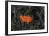 A Juvenile Painted Frogfish on the Seafloor-Stocktrek Images-Framed Photographic Print