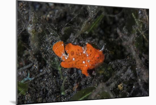 A Juvenile Painted Frogfish on the Seafloor-Stocktrek Images-Mounted Photographic Print