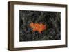 A Juvenile Painted Frogfish on the Seafloor-Stocktrek Images-Framed Photographic Print