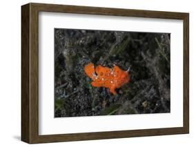 A Juvenile Painted Frogfish on the Seafloor-Stocktrek Images-Framed Photographic Print