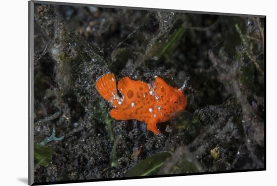 A Juvenile Painted Frogfish on the Seafloor-Stocktrek Images-Mounted Photographic Print
