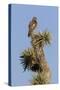 A Juvenile Red-Tailed Hawk on a Joshua Tree in the Southern California Desert-Neil Losin-Stretched Canvas