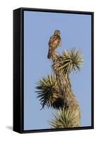 A Juvenile Red-Tailed Hawk on a Joshua Tree in the Southern California Desert-Neil Losin-Framed Stretched Canvas