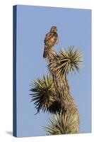 A Juvenile Red-Tailed Hawk on a Joshua Tree in the Southern California Desert-Neil Losin-Stretched Canvas