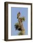 A Juvenile Red-Tailed Hawk on a Joshua Tree in the Southern California Desert-Neil Losin-Framed Photographic Print