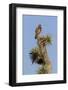 A Juvenile Red-Tailed Hawk on a Joshua Tree in the Southern California Desert-Neil Losin-Framed Photographic Print