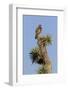 A Juvenile Red-Tailed Hawk on a Joshua Tree in the Southern California Desert-Neil Losin-Framed Photographic Print