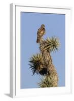 A Juvenile Red-Tailed Hawk on a Joshua Tree in the Southern California Desert-Neil Losin-Framed Photographic Print