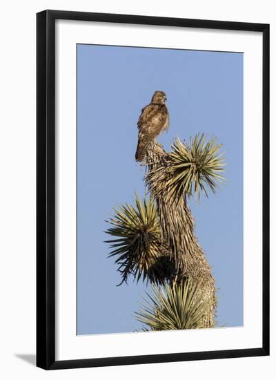 A Juvenile Red-Tailed Hawk on a Joshua Tree in the Southern California Desert-Neil Losin-Framed Photographic Print