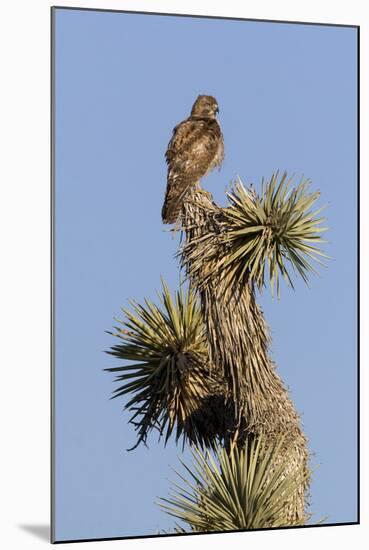 A Juvenile Red-Tailed Hawk on a Joshua Tree in the Southern California Desert-Neil Losin-Mounted Photographic Print