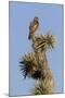 A Juvenile Red-Tailed Hawk on a Joshua Tree in the Southern California Desert-Neil Losin-Mounted Photographic Print