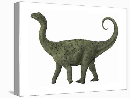 A Juvenile Saltasaurus Sauropod Dinosaur of the Cretaceous Period-null-Stretched Canvas