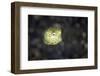 A Juvenile Yellow Boxfish, Lembeh Strait, Indonesia-Stocktrek Images-Framed Photographic Print