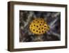 A Juvenile Yellow Boxfish Swims Above the Seafloor-Stocktrek Images-Framed Photographic Print