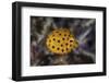 A Juvenile Yellow Boxfish Swims Above the Seafloor-Stocktrek Images-Framed Photographic Print