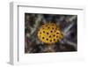 A Juvenile Yellow Boxfish Swims Above the Seafloor-Stocktrek Images-Framed Photographic Print