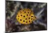 A Juvenile Yellow Boxfish Swims Above the Seafloor-Stocktrek Images-Mounted Photographic Print