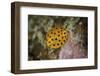 A Juvenile Yellow Boxfish Swims Above the Seafloor-Stocktrek Images-Framed Photographic Print