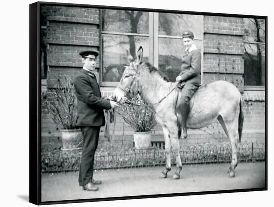 A Keeper Leads an Ass, Which Is Being Ridden by a Boy, London Zoo, June 1913-Frederick William Bond-Framed Stretched Canvas