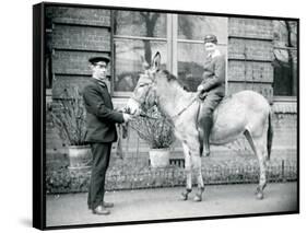 A Keeper Leads an Ass, Which Is Being Ridden by a Boy, London Zoo, June 1913-Frederick William Bond-Framed Stretched Canvas