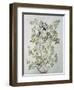 a Kindly-Looking Old Woman, illustration to 'Elder Tree Mother' from 'Fairy Tales'-Arthur Rackham-Framed Giclee Print