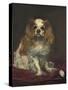 A King Charles Spaniel, 1866-Edouard Manet-Stretched Canvas