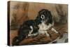 A King Charles Spaniel-Edwin Henry Landseer-Stretched Canvas