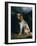 A King Charles Spaniel-Philip Reinagle-Framed Giclee Print