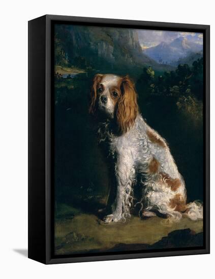 A King Charles Spaniel-Philip Reinagle-Framed Stretched Canvas