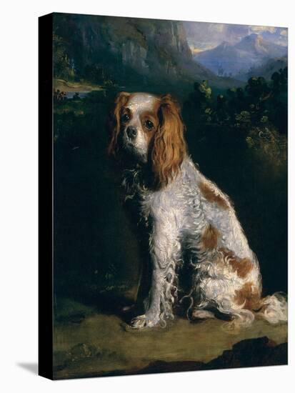 A King Charles Spaniel-Philip Reinagle-Stretched Canvas