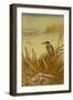 A Kingfisher Amongst Reeds in Winter, 1901-Archibald Thorburn-Framed Giclee Print