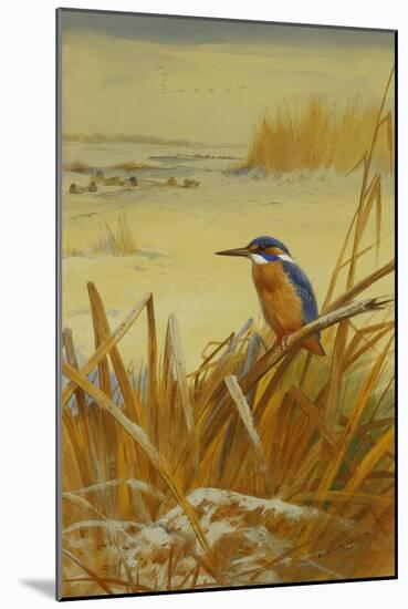 A Kingfisher Amongst Reeds in Winter, 1901-Archibald Thorburn-Mounted Giclee Print